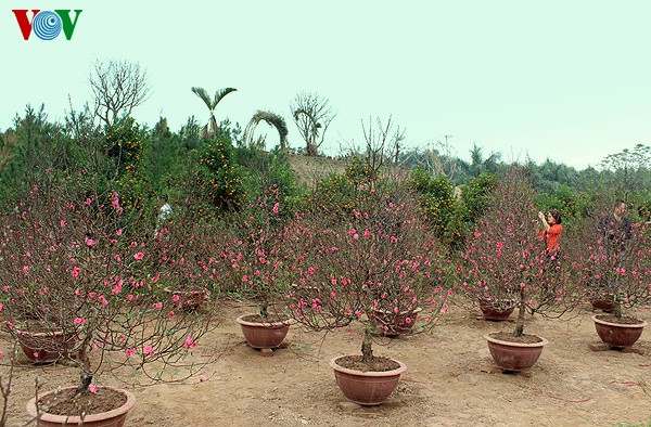 Peach blossoms in Hanoi  - ảnh 2